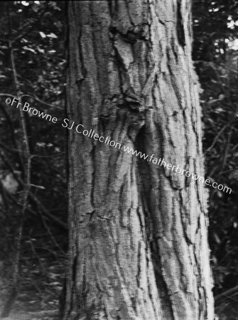 ROOSTS OF TREE-CREEPER